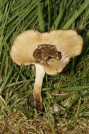 7741 Common Frog (Rana temporaria) on Toadstool